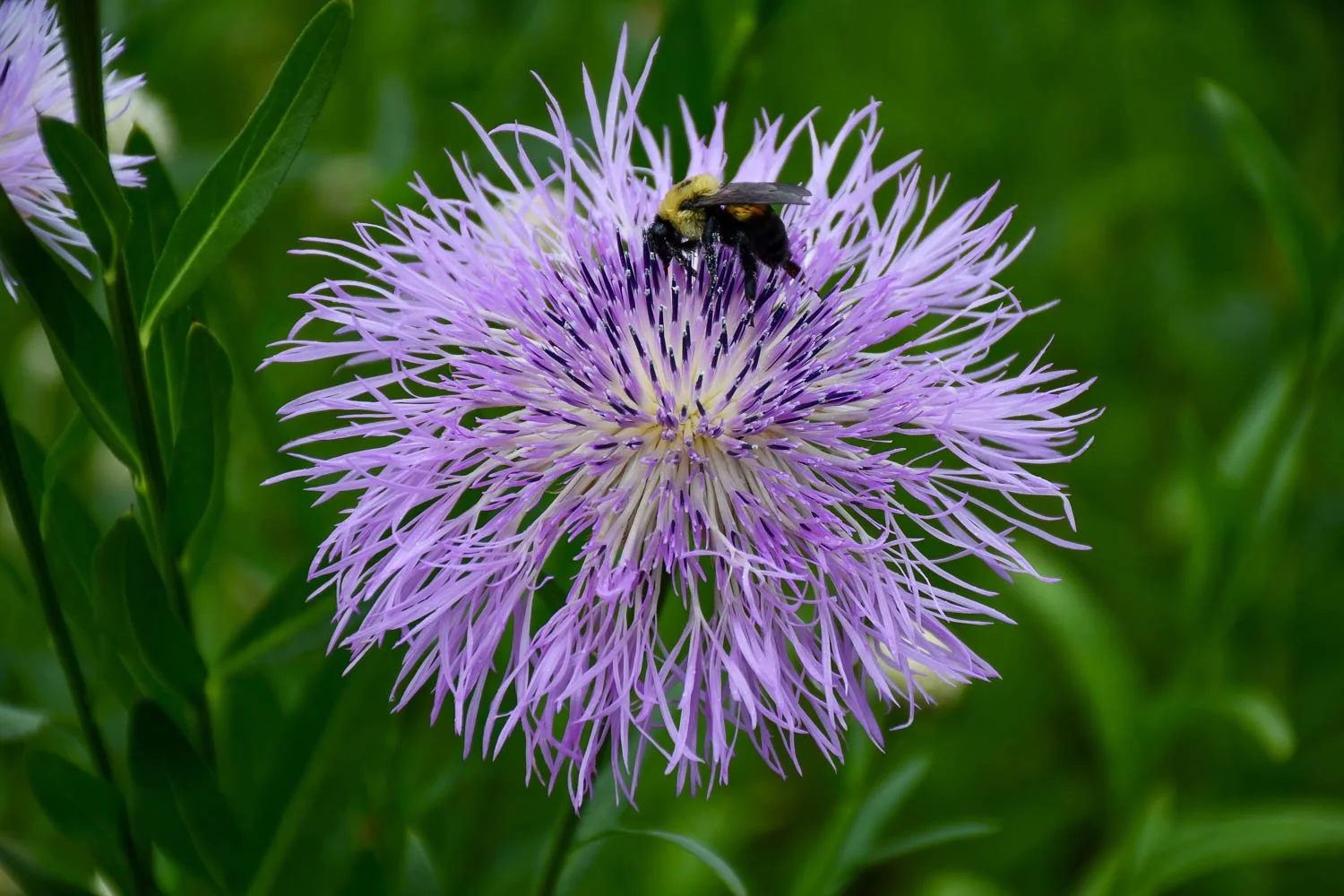 Plectocephalus americanus | American basketflower | Meristem
